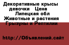 Декоративные крысы. 2 девочки › Цена ­ 1 - Липецкая обл. Животные и растения » Грызуны и Рептилии   
